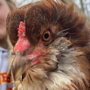 Meet your Posher, Grace